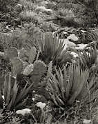 cactiInSnow